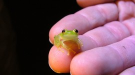 Glass Frogs Photo Free