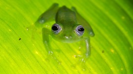 Glass Frogs Photo#1