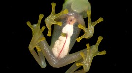 Glass Frogs Photo#3