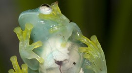 Glass Frogs Wallpaper For Mobile
