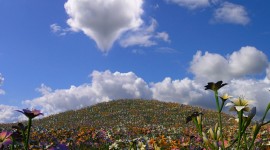Hearts In The Sky Photo#1