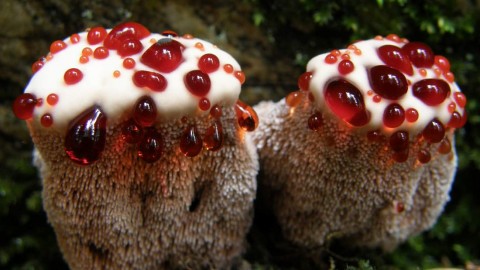 Hydnellum Peckii wallpapers high quality