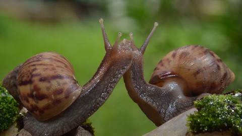 Kiss Snails wallpapers high quality