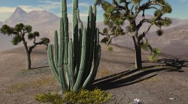 Lone Cactus Desktop Wallpaper HD