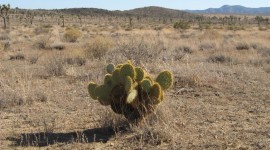 Lone Cactus Photo Download