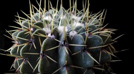 Lone Cactus Photo Free