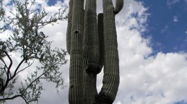 Lone Cactus Wallpaper For IPhone