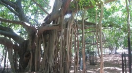 Mangrove Trees Desktop Wallpaper HD