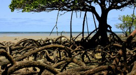 Mangrove Trees Pics