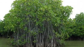 Mangrove Trees Wallpaper For Desktop