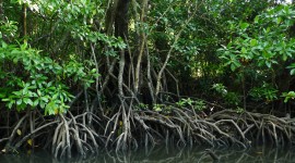 Mangrove Trees Wallpaper Full HD