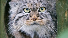 Manul Wallpaper For IPhone