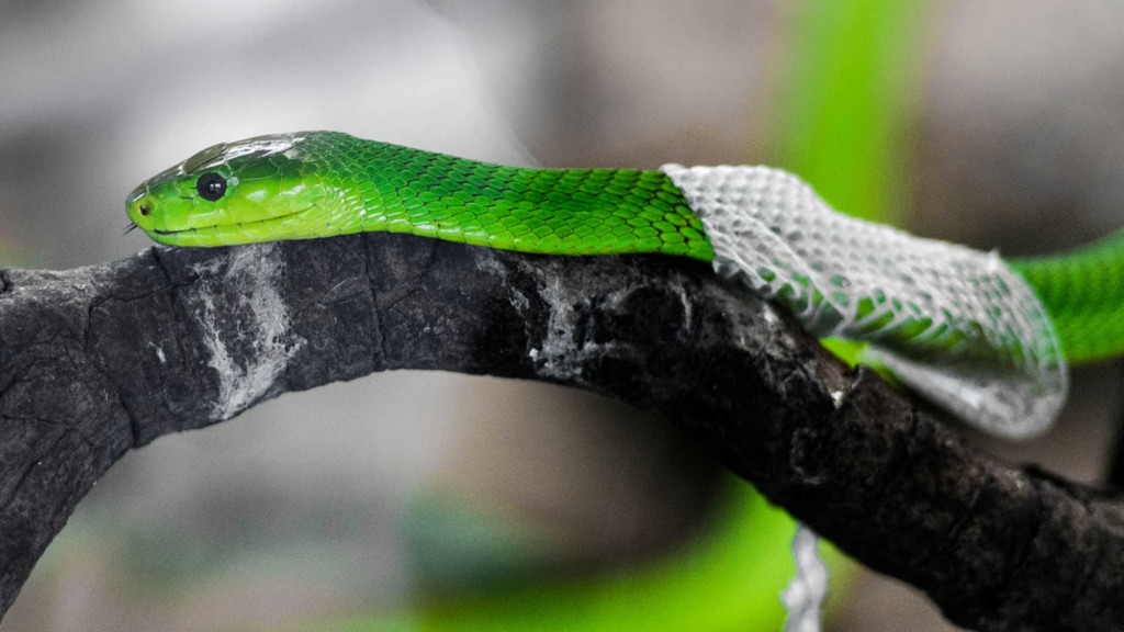 Molting Snakes wallpapers HD