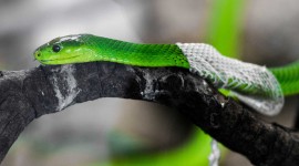 Molting Snakes Best Wallpaper