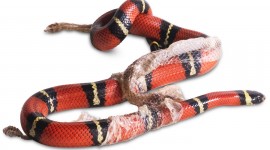 Molting Snakes Desktop Wallpaper