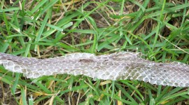 Molting Snakes Photo
