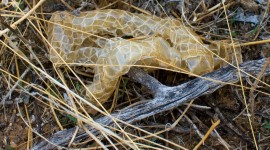 Molting Snakes Wallpaper Download