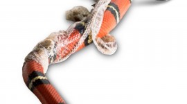 Molting Snakes Wallpaper For Mobile