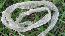 Molting Snakes Wallpaper Gallery