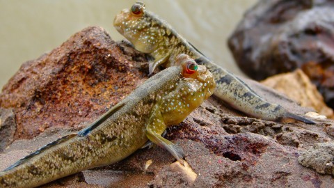Mudskippers wallpapers high quality
