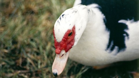 Muscovy Ducks wallpapers high quality