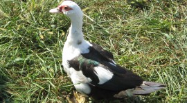 Muscovy Ducks Photo Download