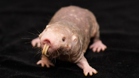 Naked Mole Rat wallpapers high quality