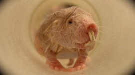 Naked Mole Rat Desktop Wallpaper HD