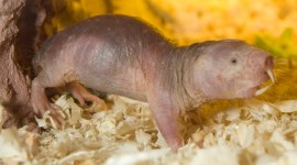 Naked Mole Rat Photo Download