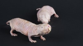 Naked Mole Rat Photo#2