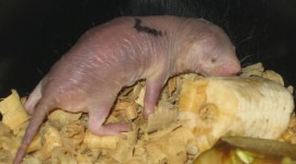 Naked Mole Rat Photo#3
