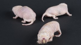 Naked Mole Rat Wallpaper