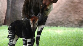 Okapi Photo Free