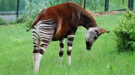 Okapi Photo#2