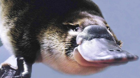 Platypus wallpapers high quality