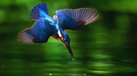 Ruby Kingfisher Photo Download