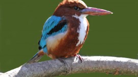 Ruby Kingfisher Wallpaper Gallery