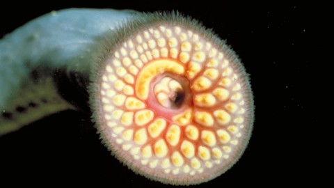 Sea Lamprey wallpapers high quality
