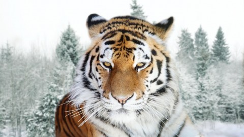 Siberian Tiger wallpapers high quality