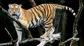 Siberian Tiger Photo