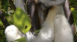 Sifaka Wallpaper For IPhone