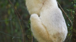 Sifaka Wallpaper For IPhone Free