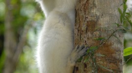 Sifaka Wallpaper For The Smartphone