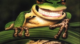 Smiling Frog Photo