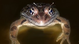 Smiling Frog Photo Free