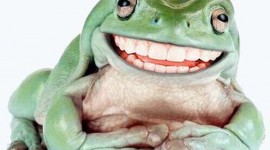 Smiling Frog Wallpaper For PC