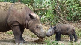 Sumatran Rhinos Desktop Wallpaper