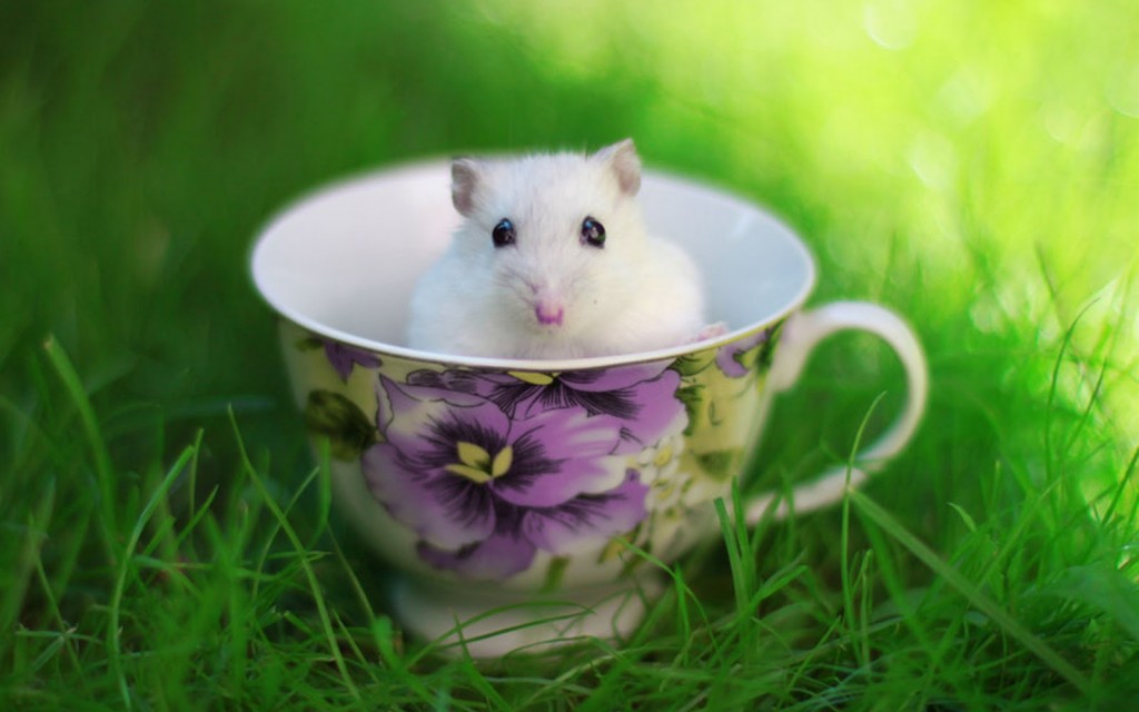 The Mouse And The Grass wallpapers HD