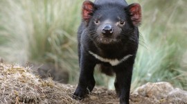 The Tasmanian Devil Photo