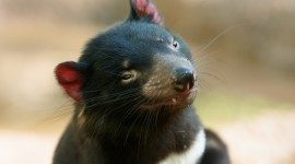 The Tasmanian Devil Photo Free
